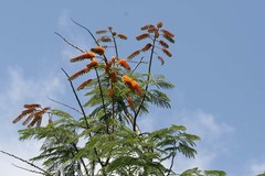 Colvillea racemosa